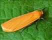 2043 (72.049) Orange Footman